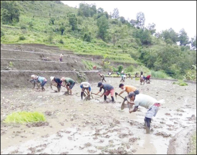 Zhavame students assisting the farmers in transplanting  paddy saplings on June 13.
